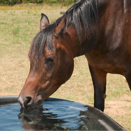 Supporting Horse Health During Summer 