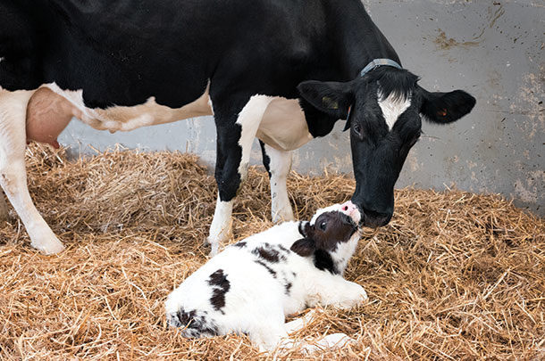 Fresh-Cow-Holstein-Newborn-Calf-Dairy
