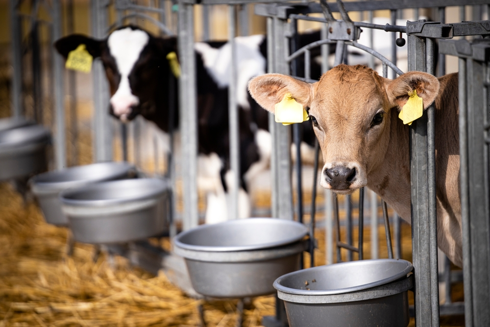 Microbial Products Hold the Key for young Calves