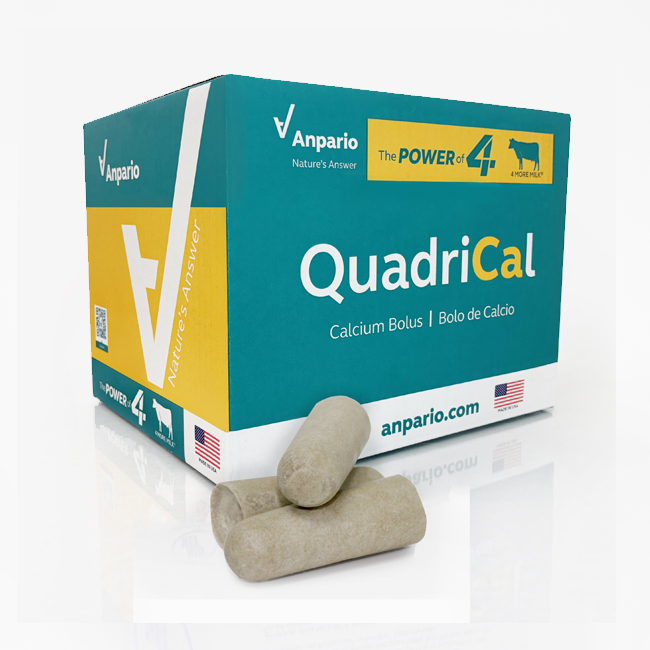 QuadriCal Calcium Bolus